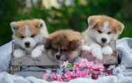 Како да го именувате akita inu кутре: кликнете кликнете за момчиња и девојки...